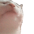 catjam